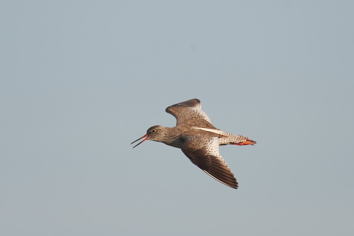 Common Redshank - Santiago Caballero Carrera