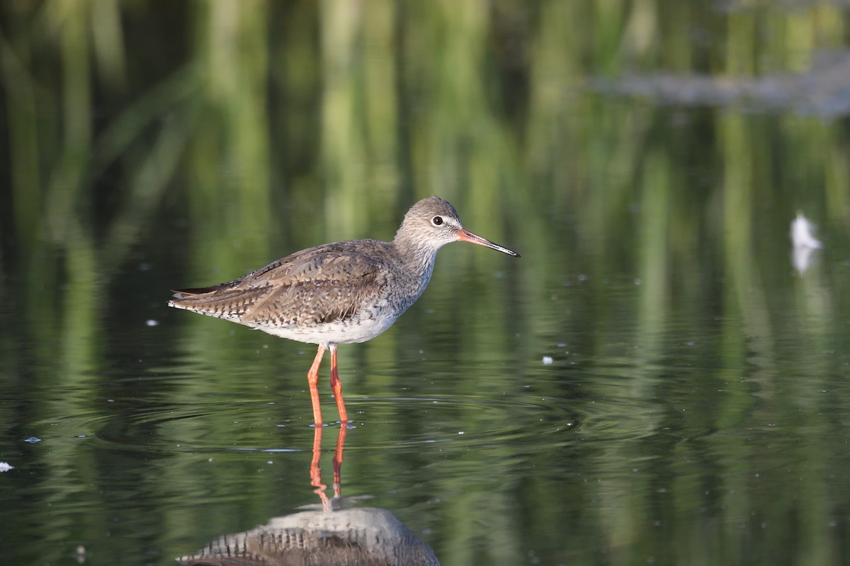 Common Redshank - Santiago Caballero Carrera