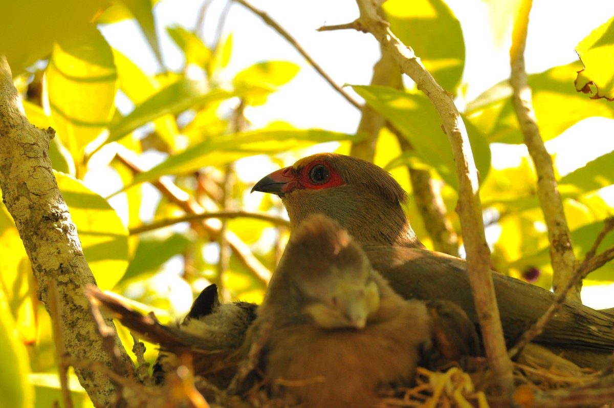 Red-faced Mousebird - Dominic More O’Ferrall