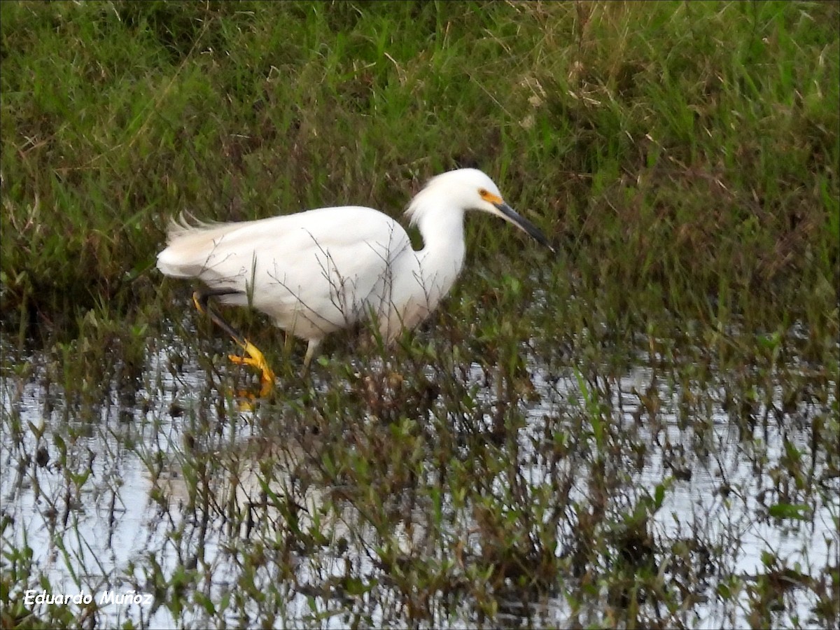 Snowy Egret - Hermann Eduardo Muñoz