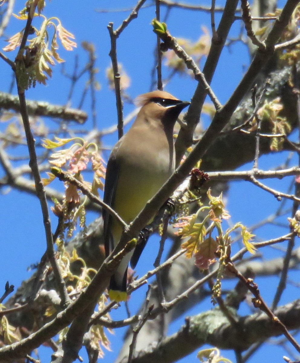 Cedar Waxwing - ML618981822