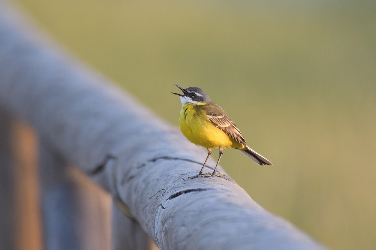 Western Yellow Wagtail - Santiago Caballero Carrera