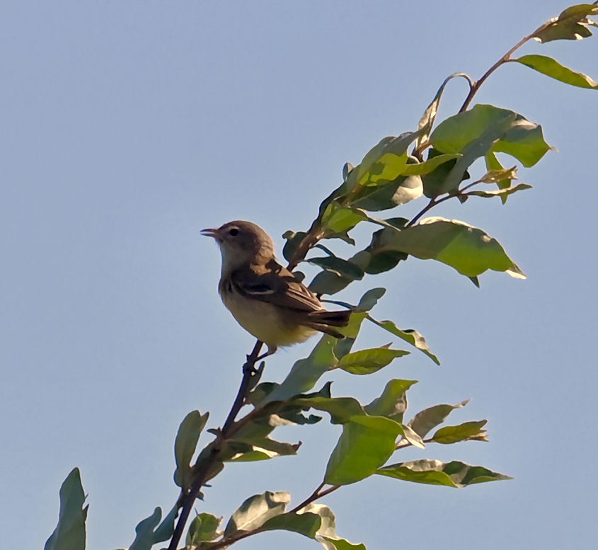 Bell's Vireo - Carol Thompson