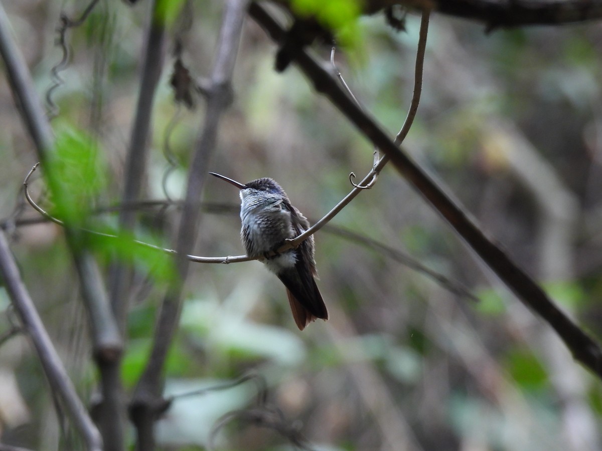 Azure-crowned Hummingbird - María Eugenia Paredes Sánchez