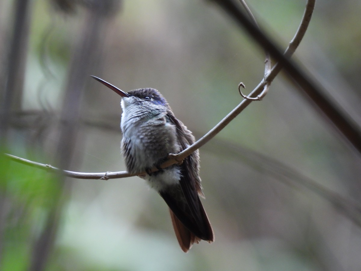 Azure-crowned Hummingbird - María Eugenia Paredes Sánchez