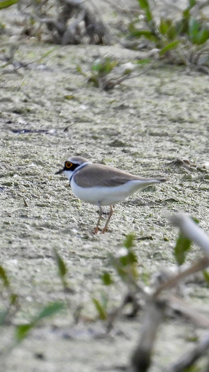 Little Ringed Plover - ML618981924