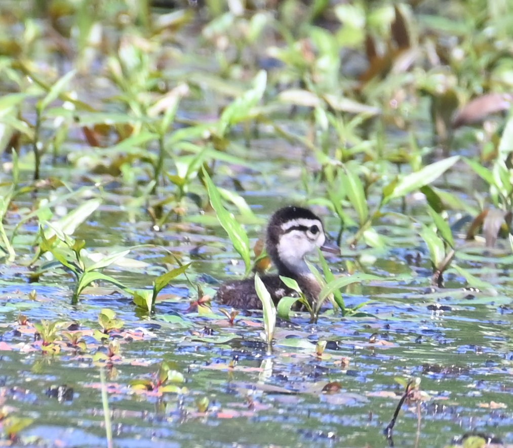 Wood Duck - ML618981930