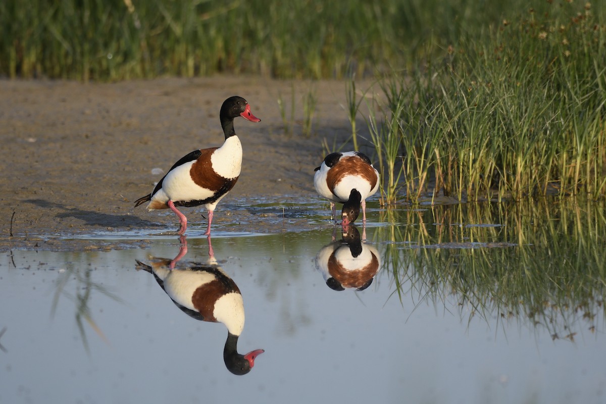 Common Shelduck - Santiago Caballero Carrera