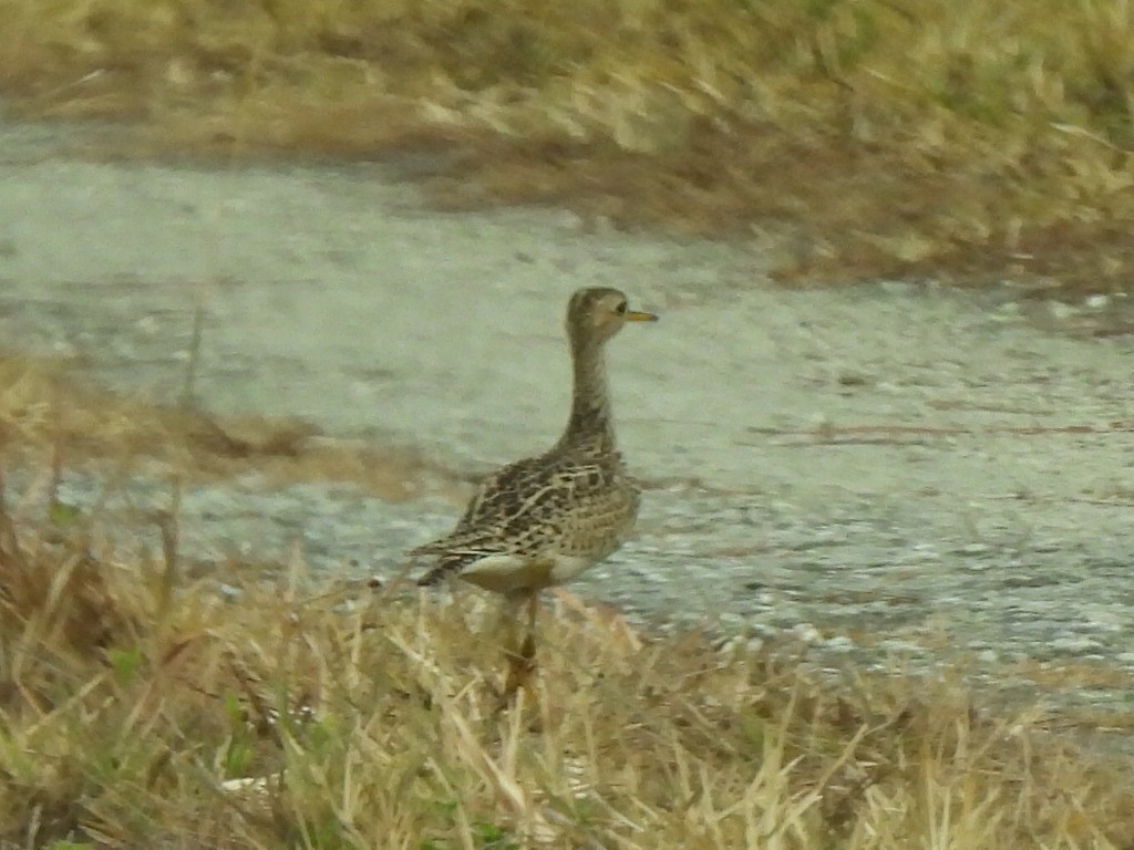 Upland Sandpiper - ML618981949