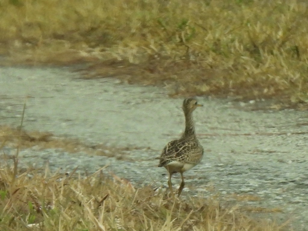 Upland Sandpiper - ML618981960