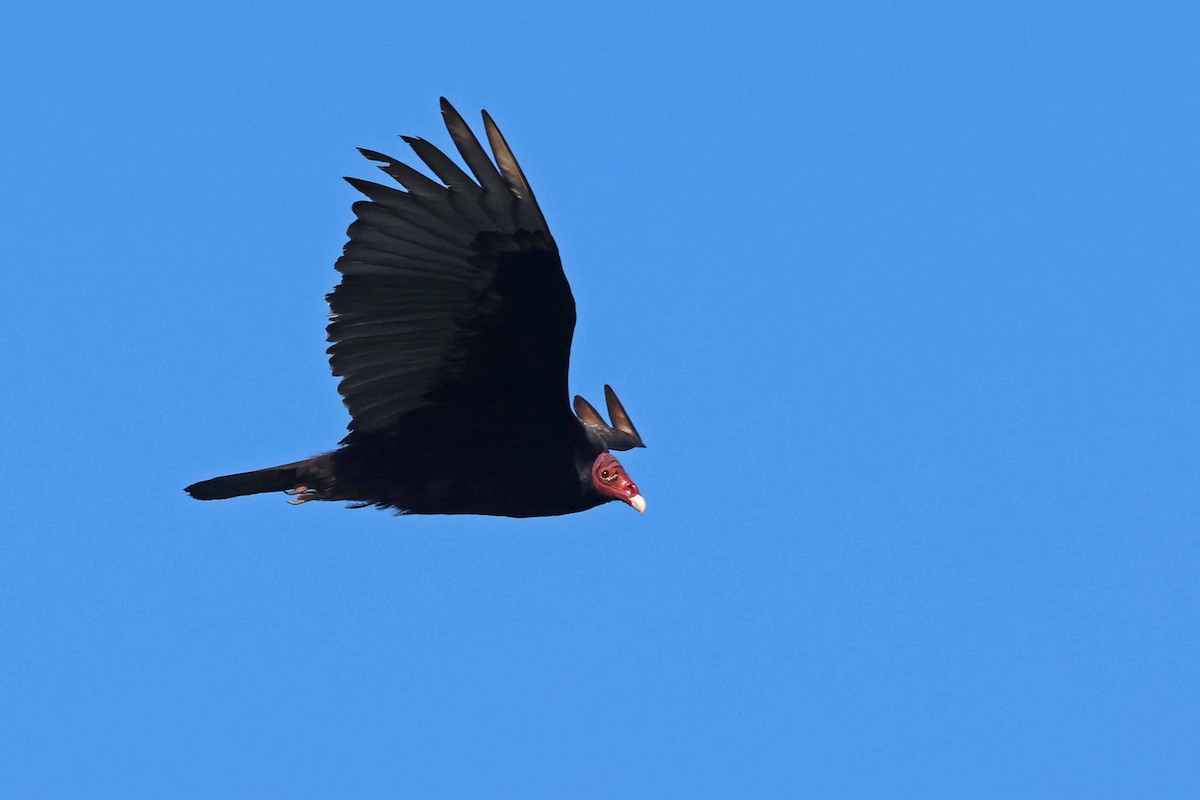 Turkey Vulture - ML618981963