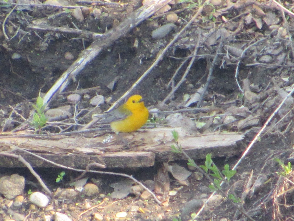 Prothonotary Warbler - Barbara Brown