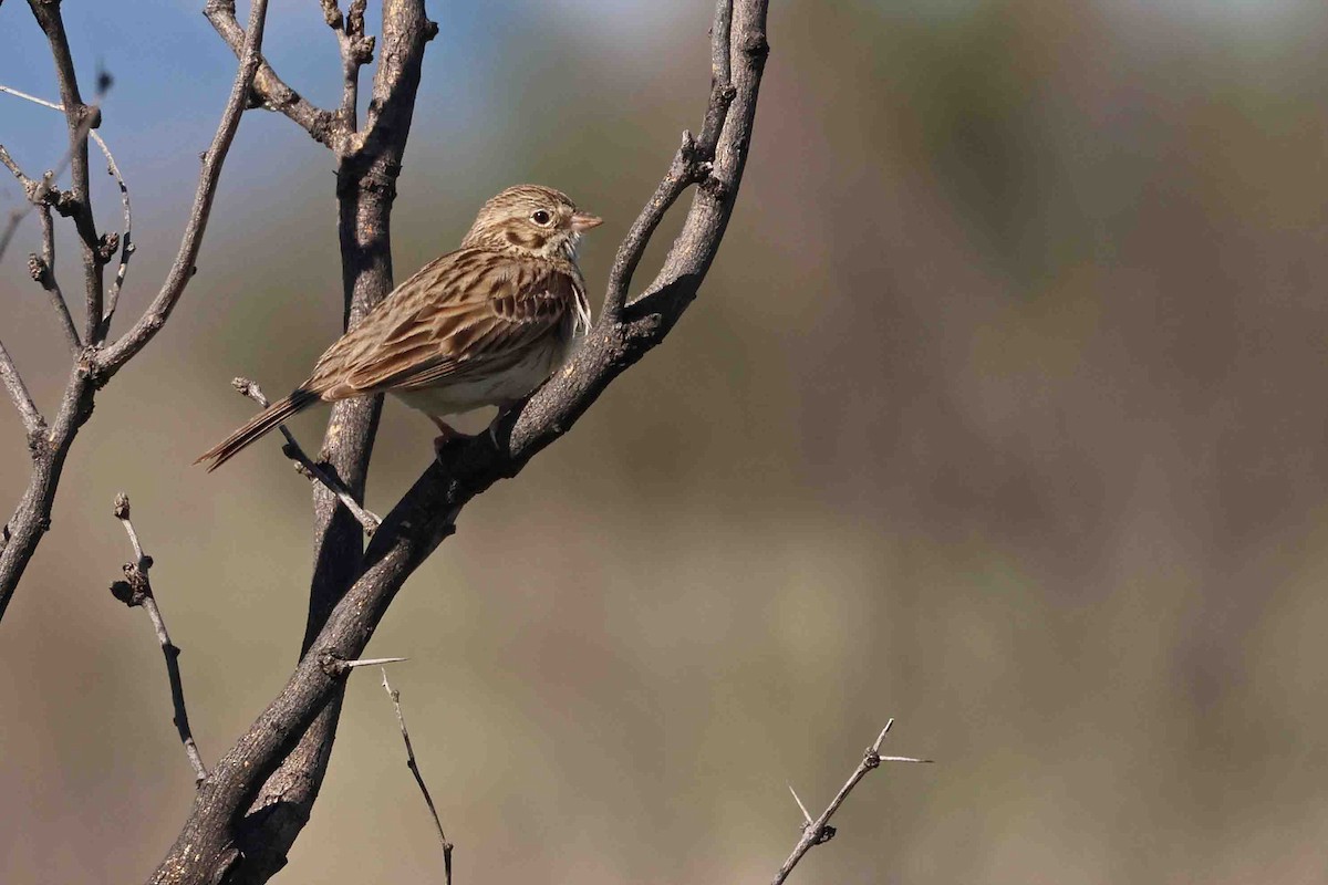 Vesper Sparrow - Mark W. Lockwood