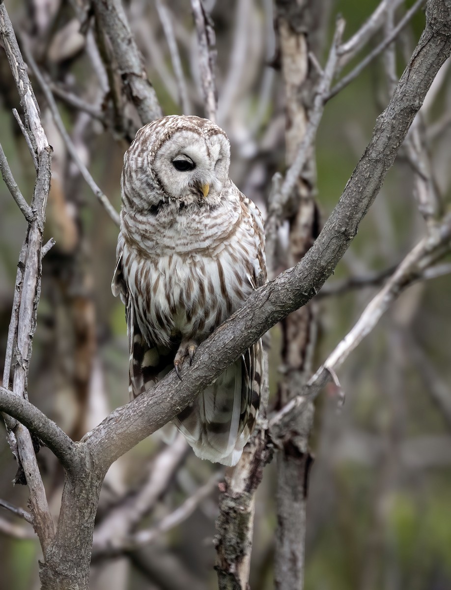 Barred Owl - Suzanne Labbé