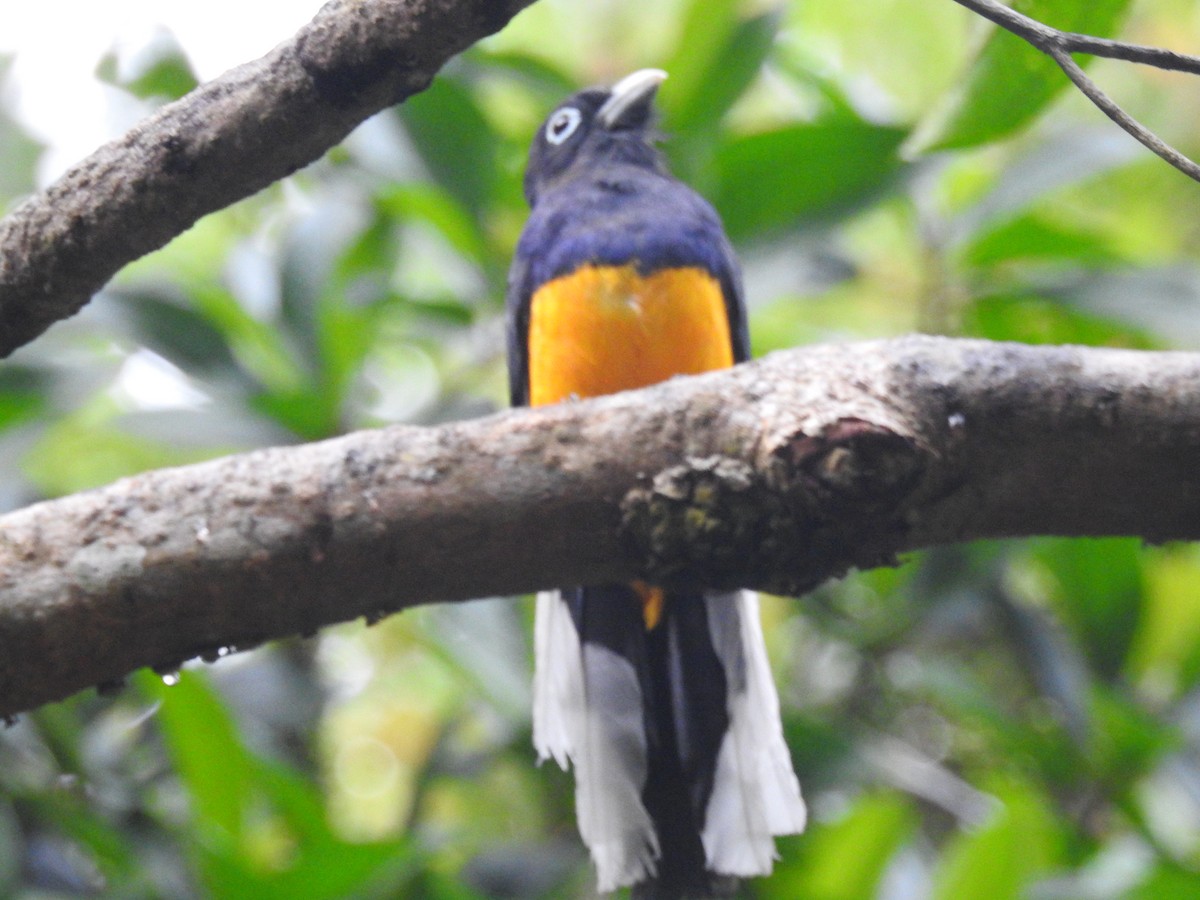 White-tailed Trogon - Kevin Carrera