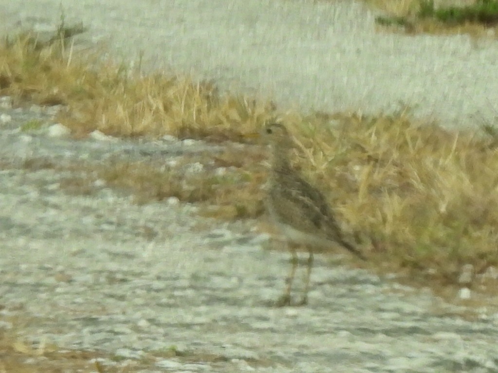 Upland Sandpiper - ML618982027