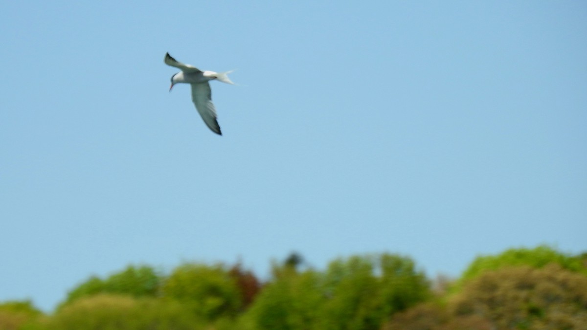 Common Tern - Anca Vlasopolos