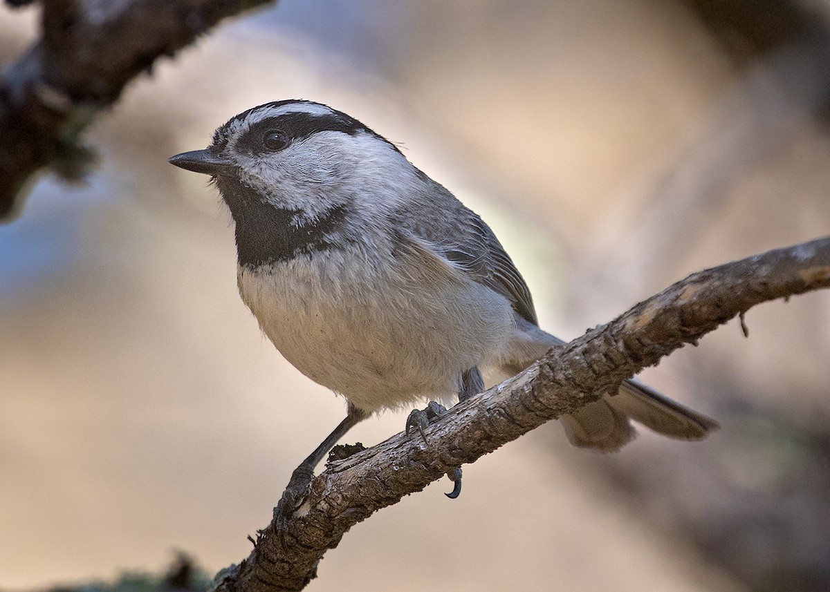 Mountain Chickadee - Doug Backlund