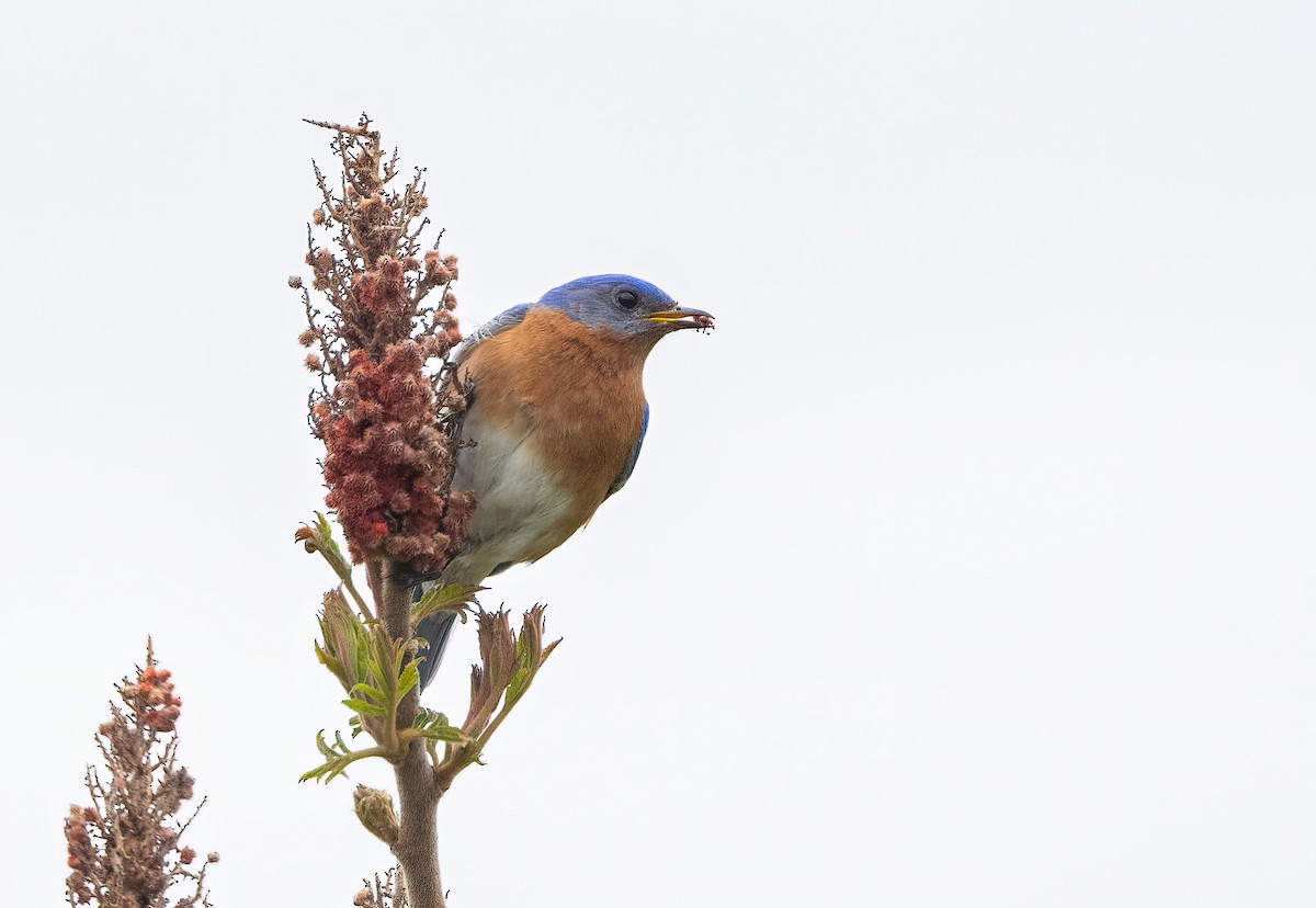 Eastern Bluebird - Suzanne Labbé