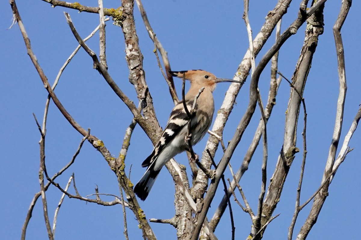 Eurasian Hoopoe - David Ratcliffe