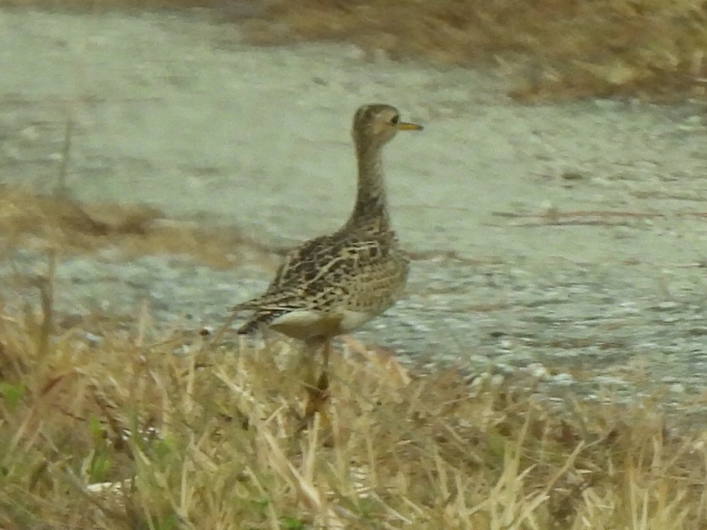 Upland Sandpiper - ML618982060