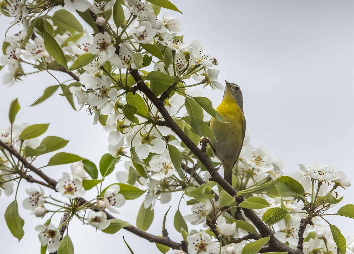 Nashville Warbler - Suzanne Labbé