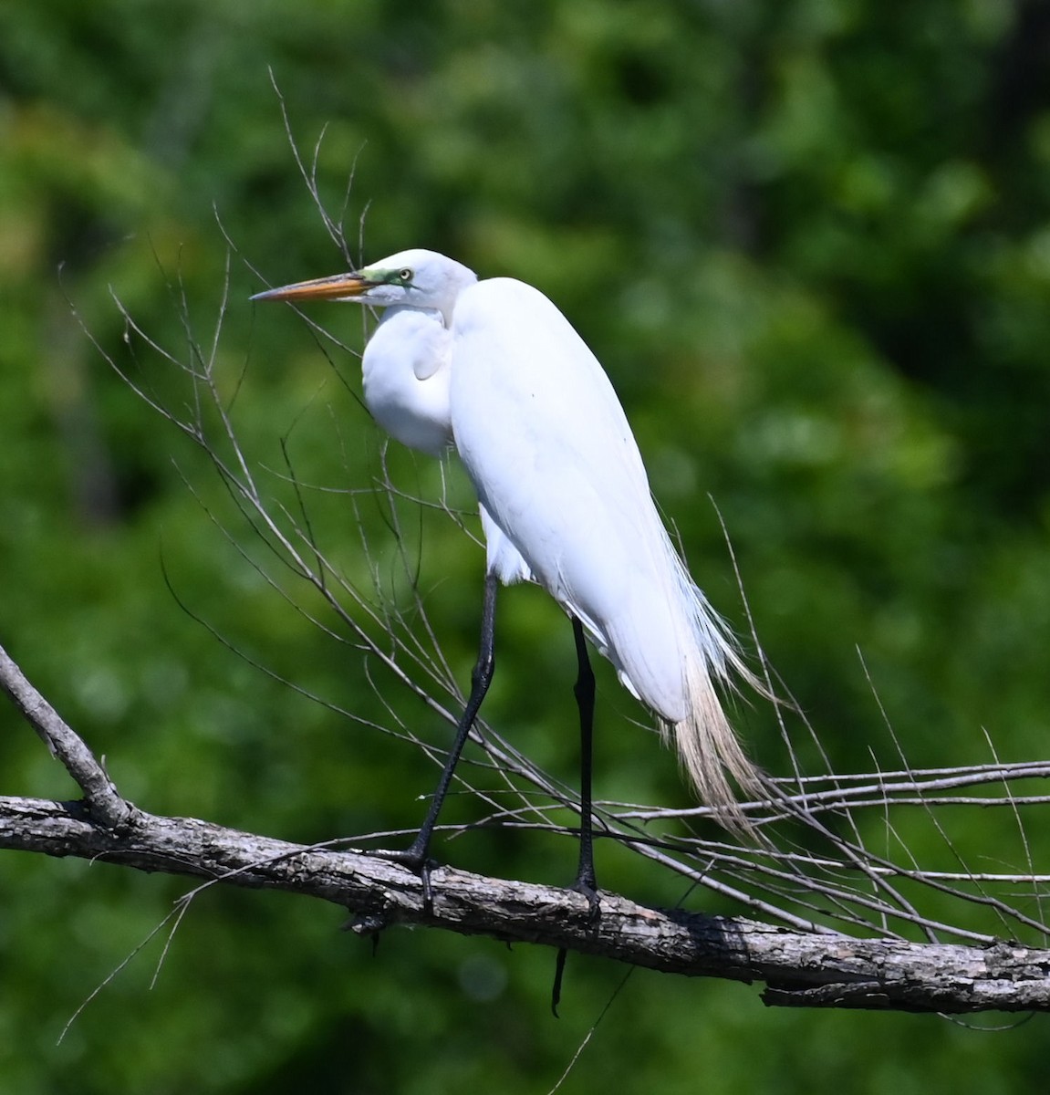 Great Egret - ML618982106