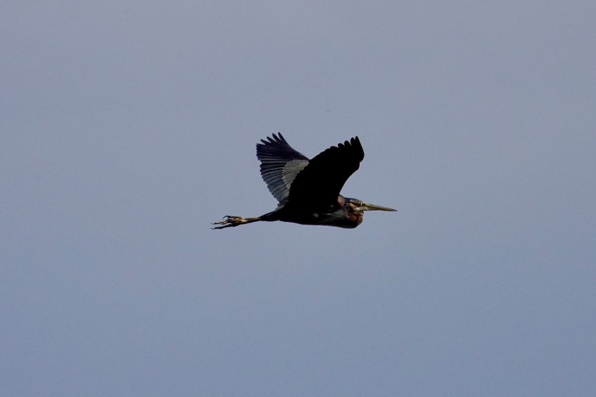 Purple Heron - David Ratcliffe