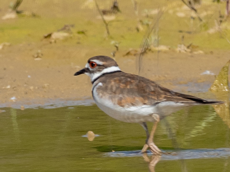 Killdeer - ML618982129