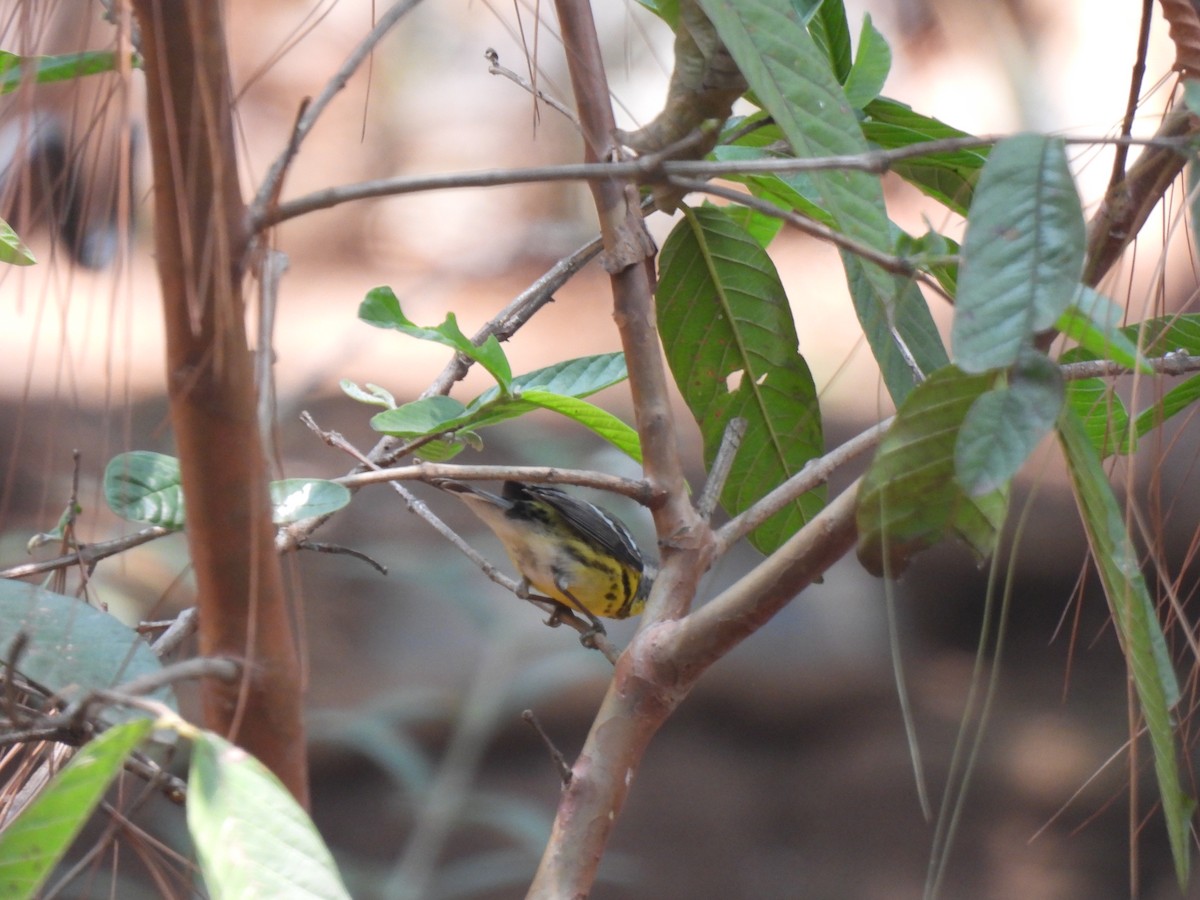 Magnolia Warbler - María Eugenia Paredes Sánchez