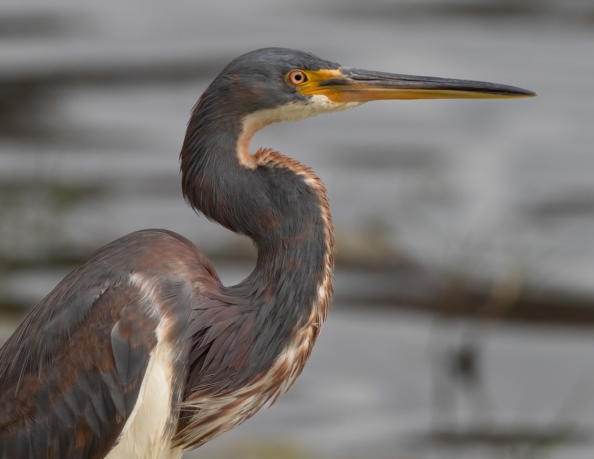 Tricolored Heron - Jan Allen