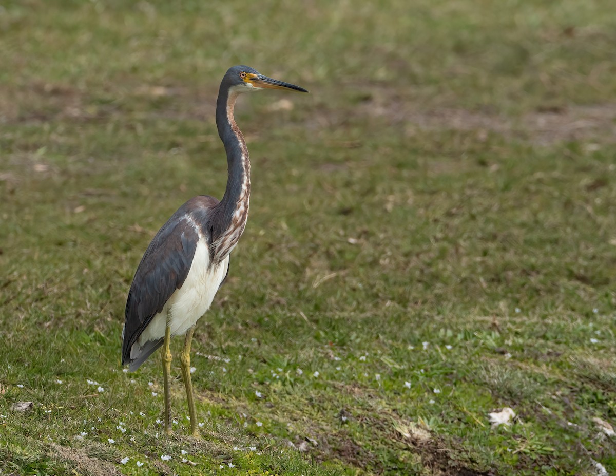 Garceta Tricolor - ML618982158