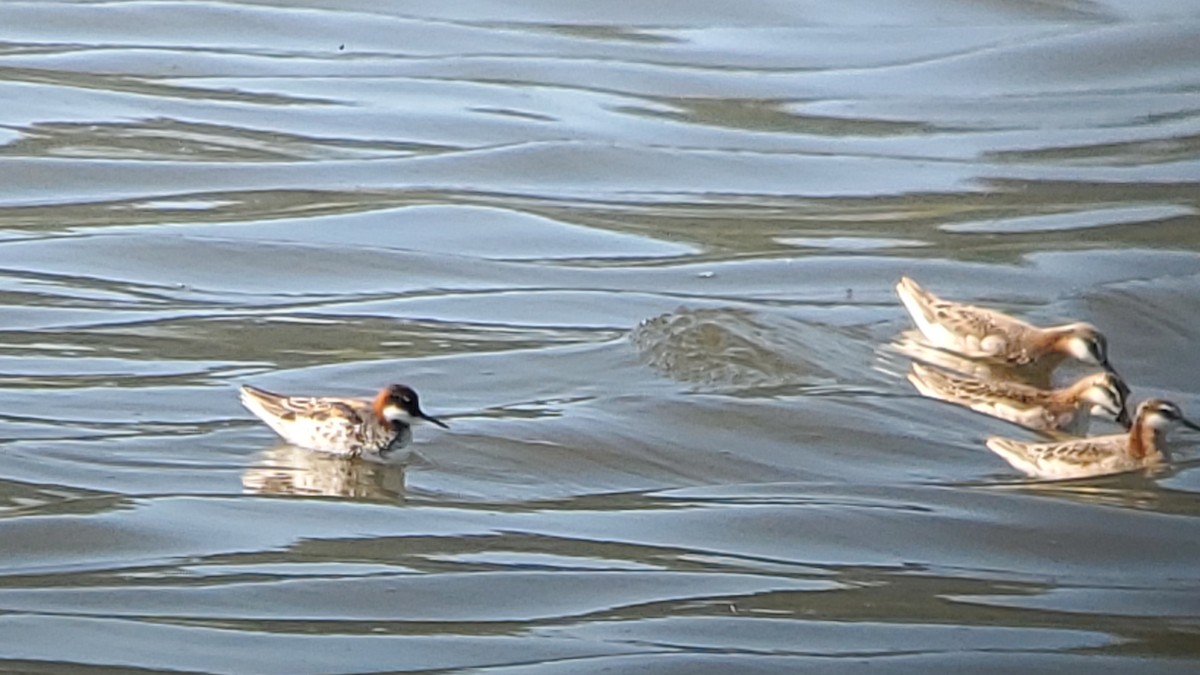 Red-necked Phalarope - Trent   Bray