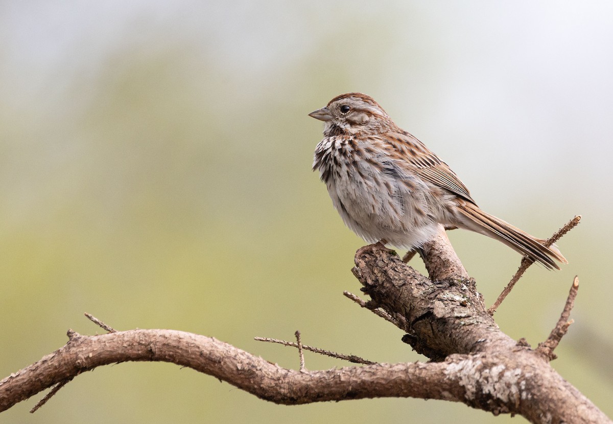 Song Sparrow - Suzanne Labbé