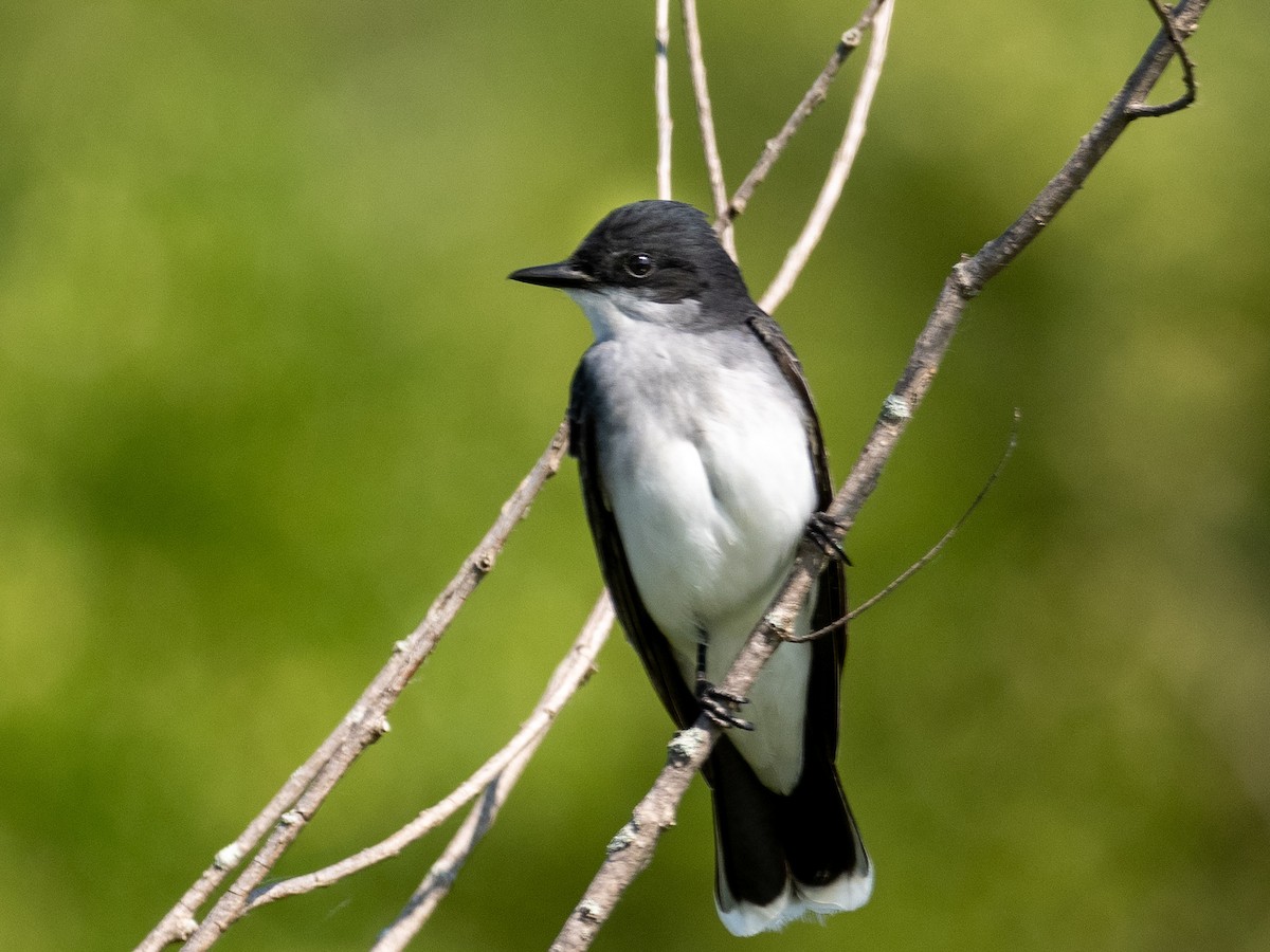 Eastern Kingbird - ML618982175