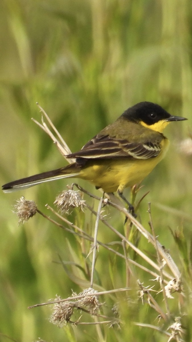 Western Yellow Wagtail - ML618982187