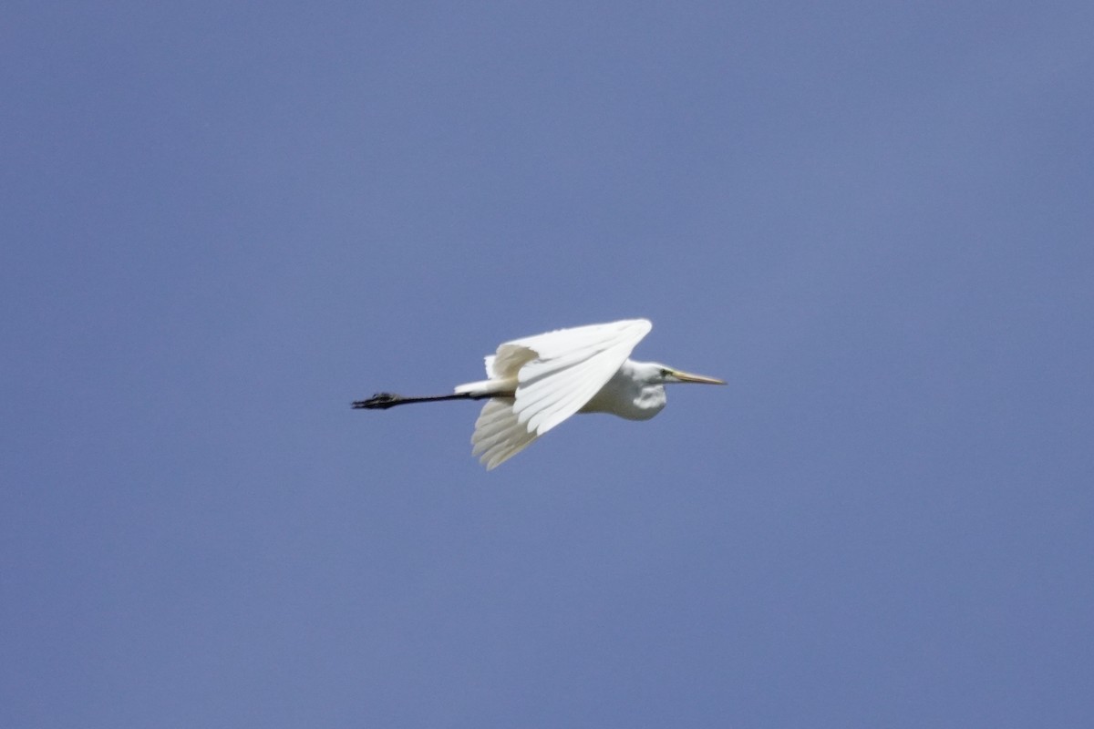 Great Egret - David Ratcliffe