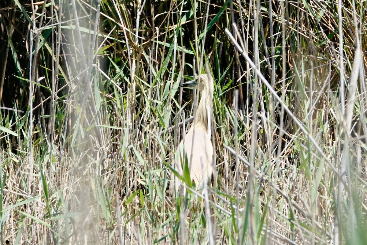 Squacco Heron - David Ratcliffe