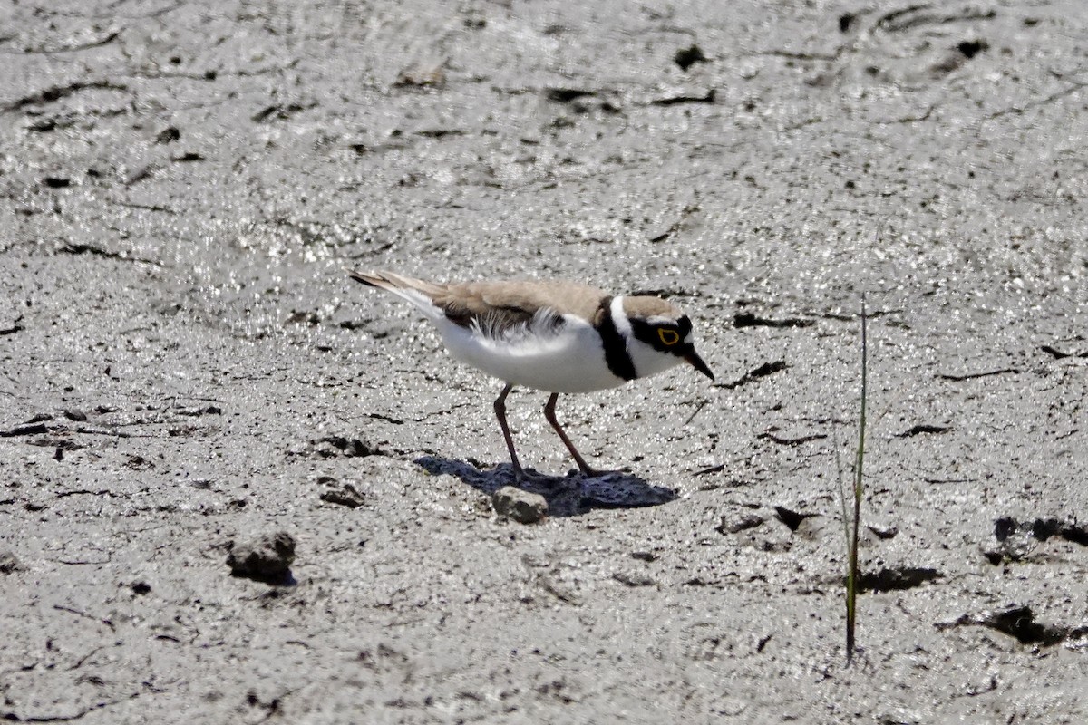 Little Ringed Plover - David Ratcliffe