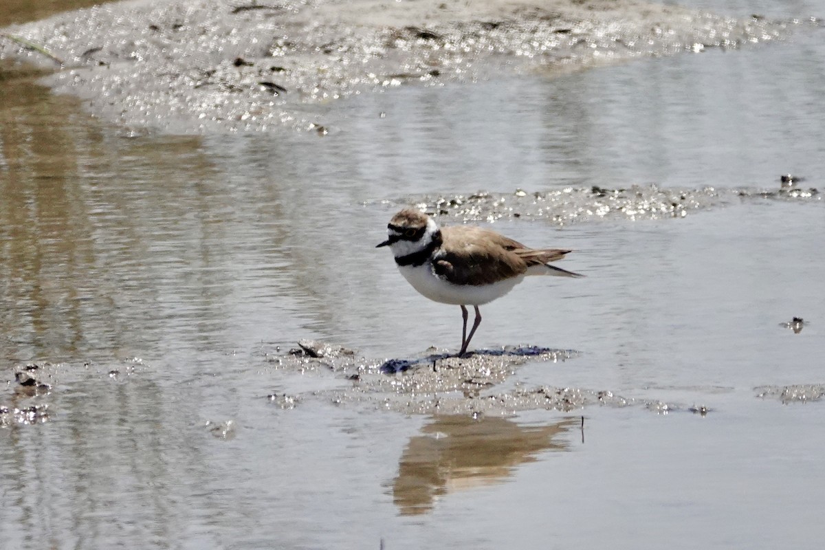 Little Ringed Plover - David Ratcliffe