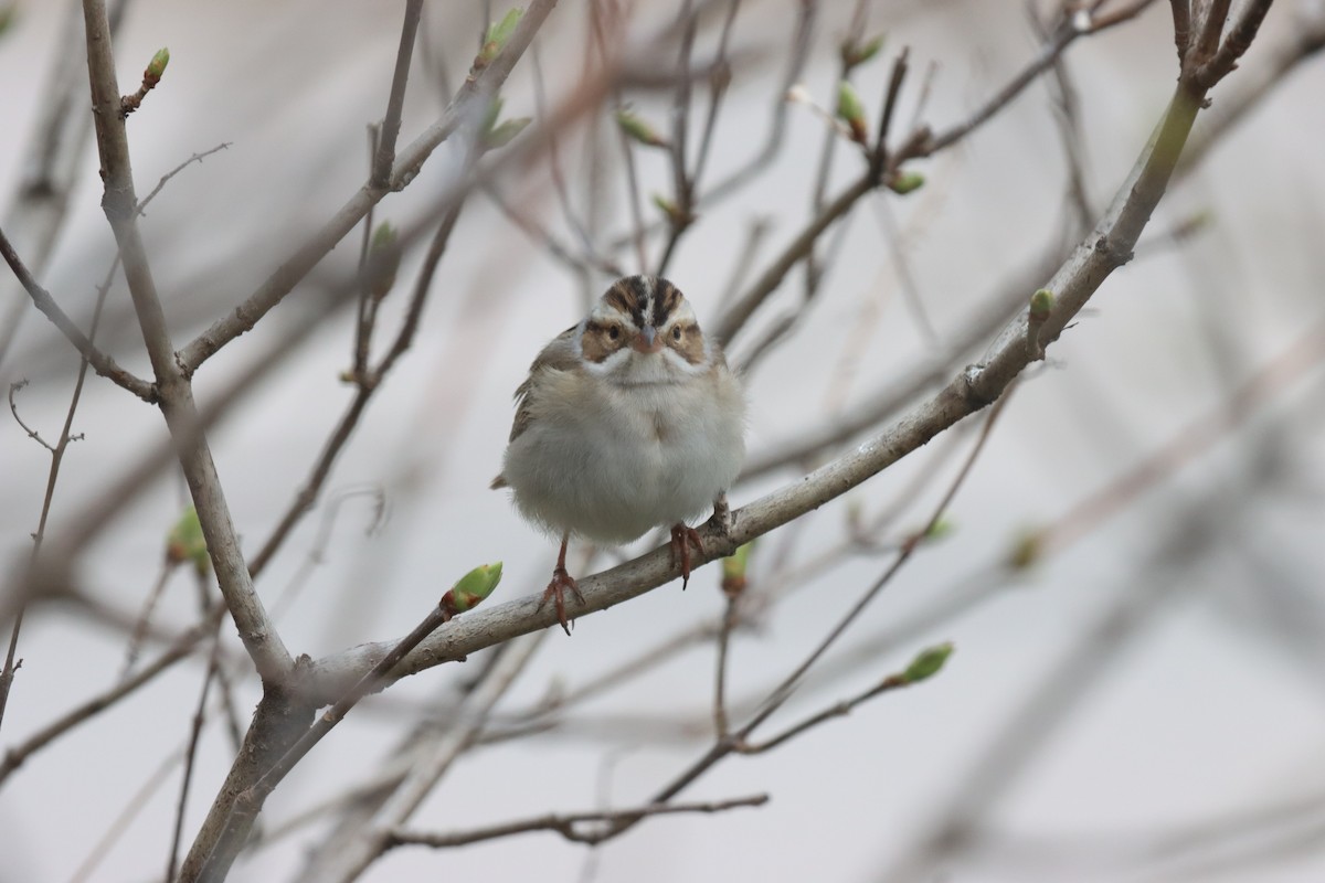 Clay-colored Sparrow - AngieNOwen Vaughan