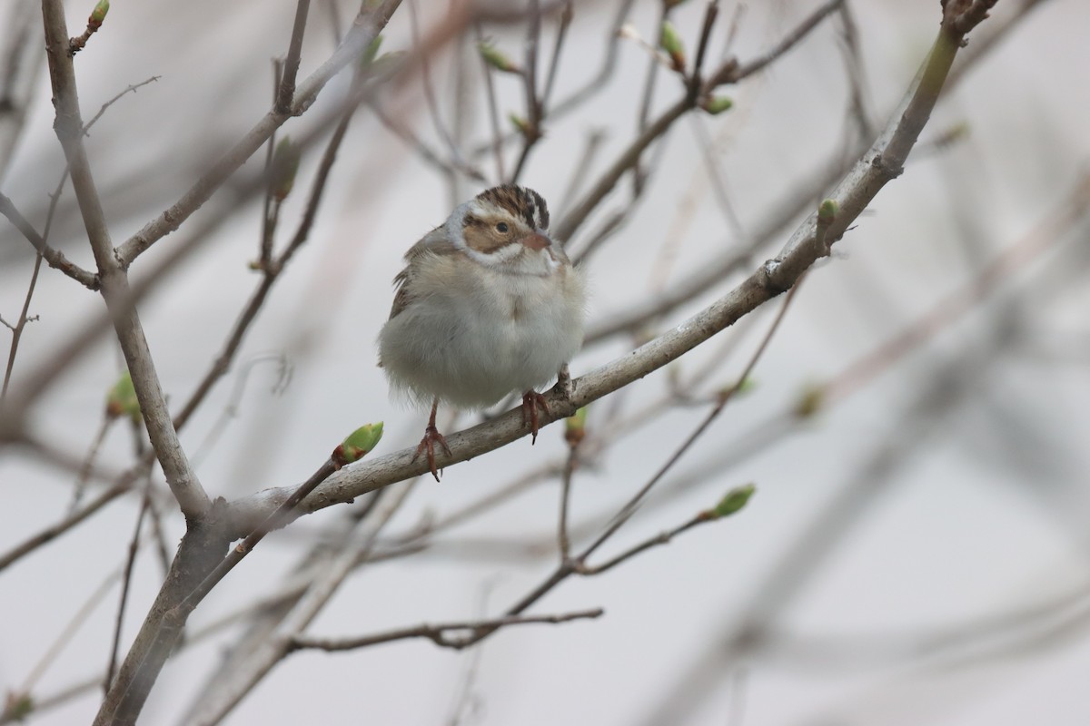 Clay-colored Sparrow - ML618982233
