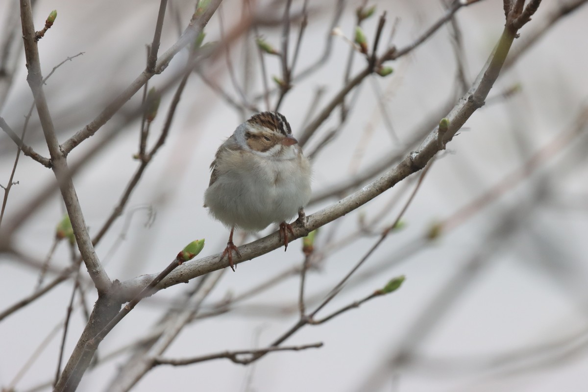 Clay-colored Sparrow - ML618982234
