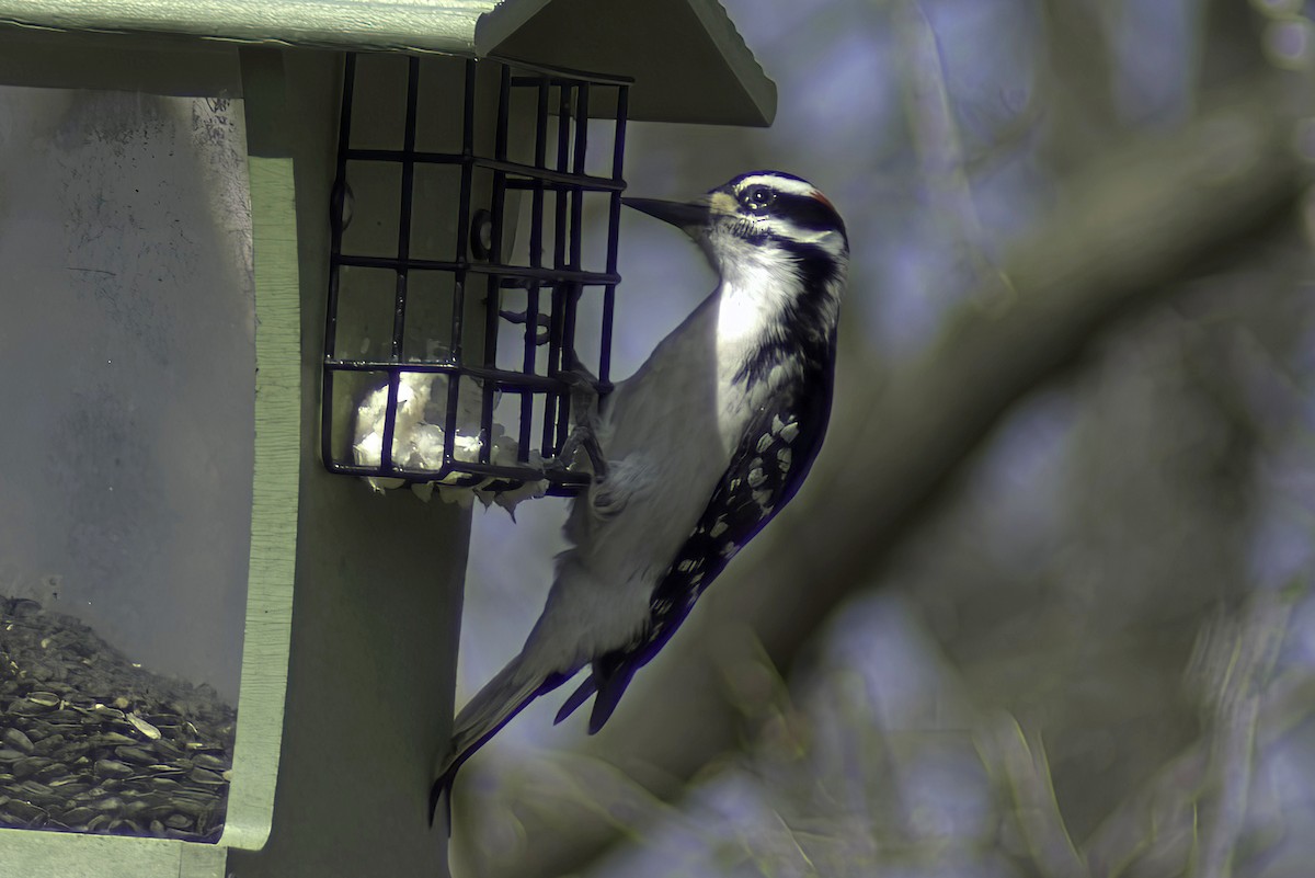 Hairy Woodpecker - Jim Tonkinson