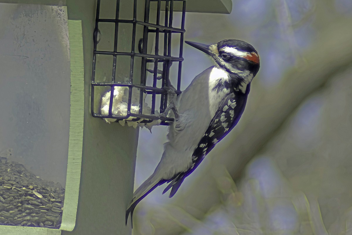 Hairy Woodpecker - Jim Tonkinson