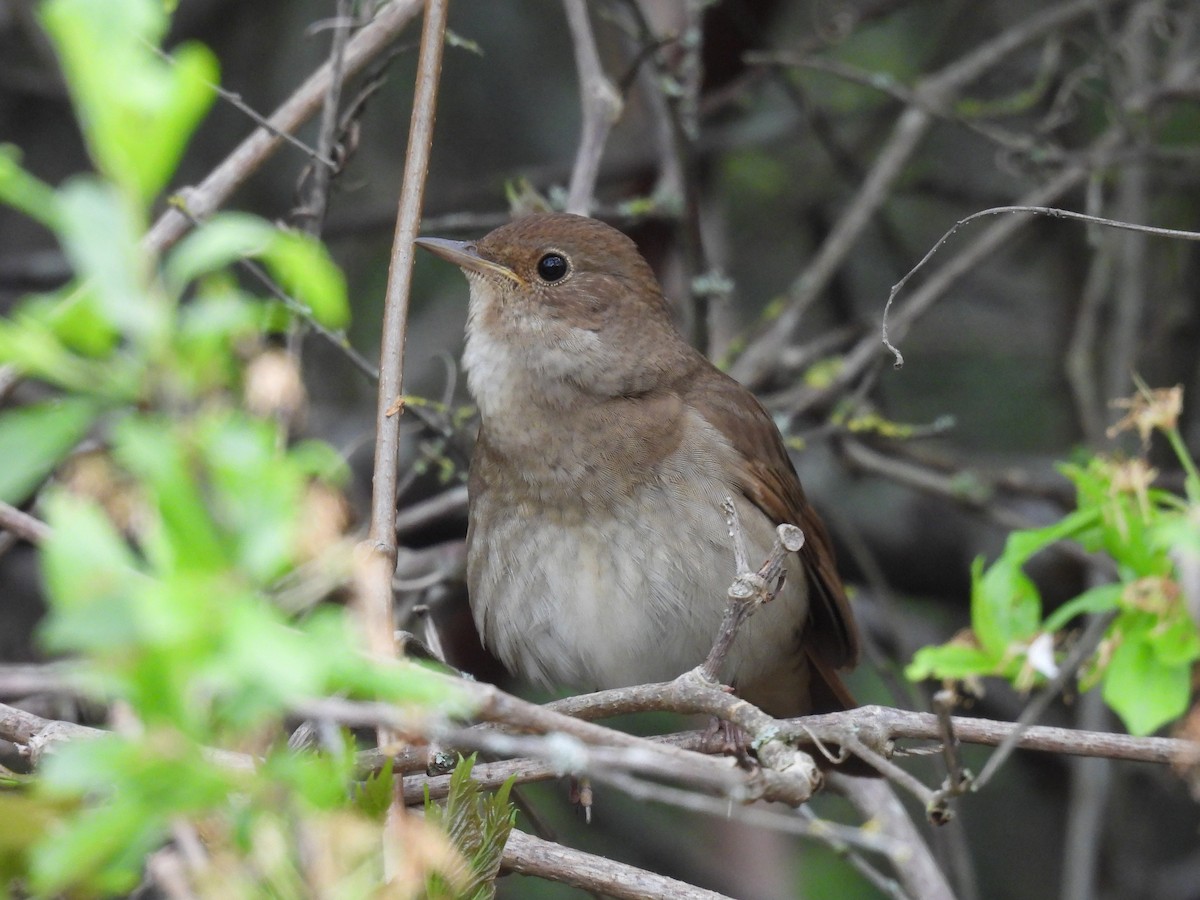 Thrush Nightingale - ML618982287