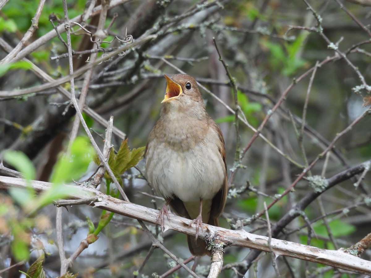 Thrush Nightingale - ML618982288