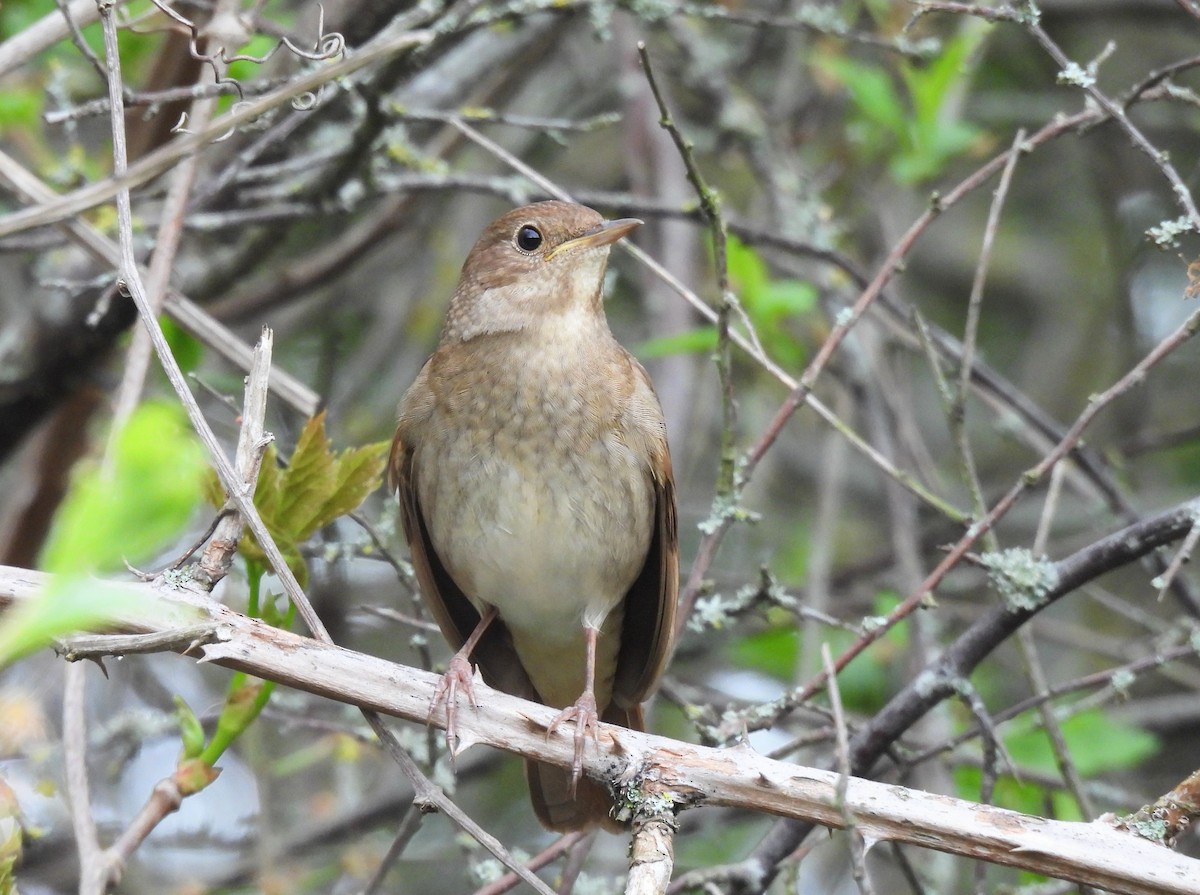 Thrush Nightingale - ML618982289