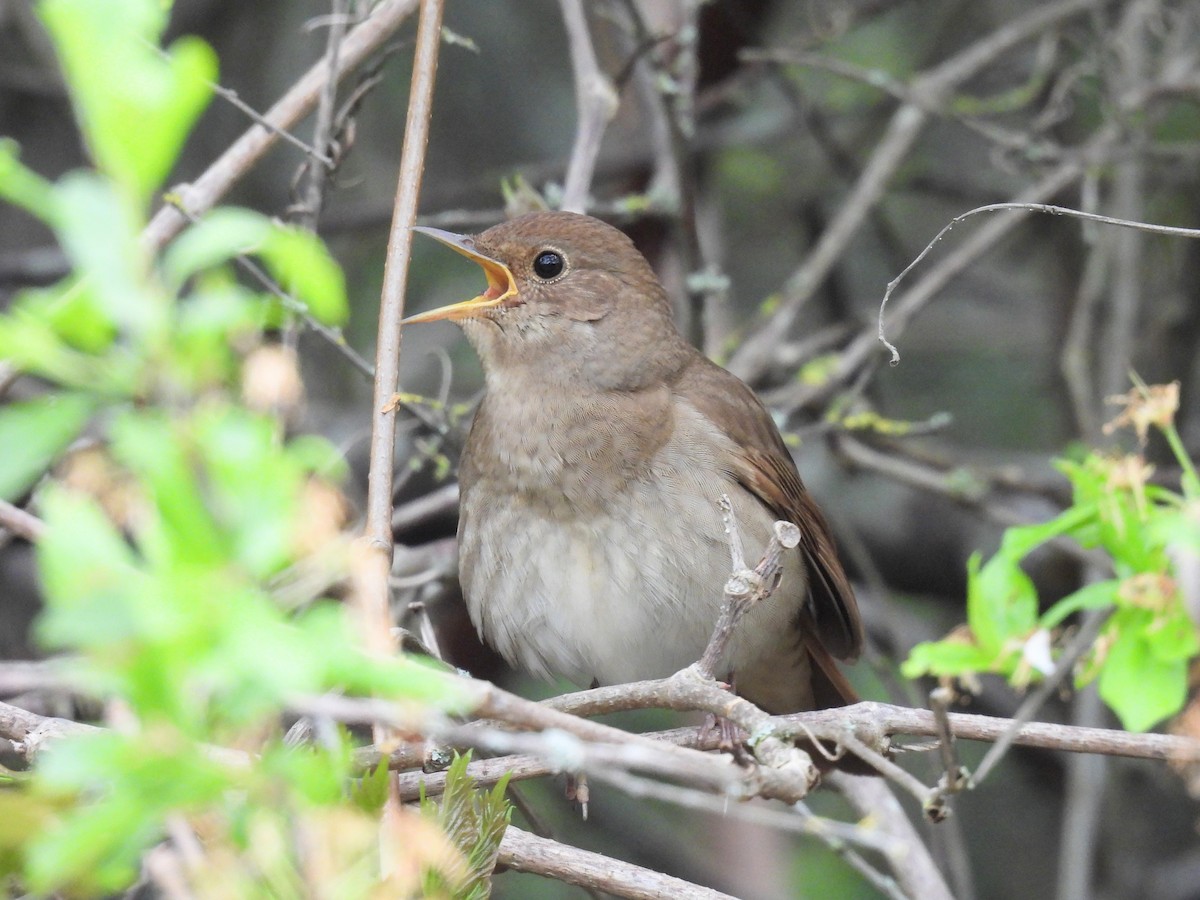 Thrush Nightingale - ML618982290