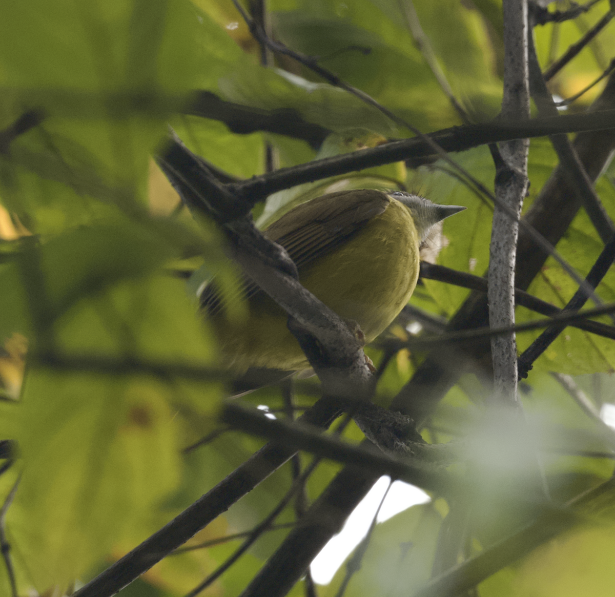 White-throated Bulbul - Joseph Tobias